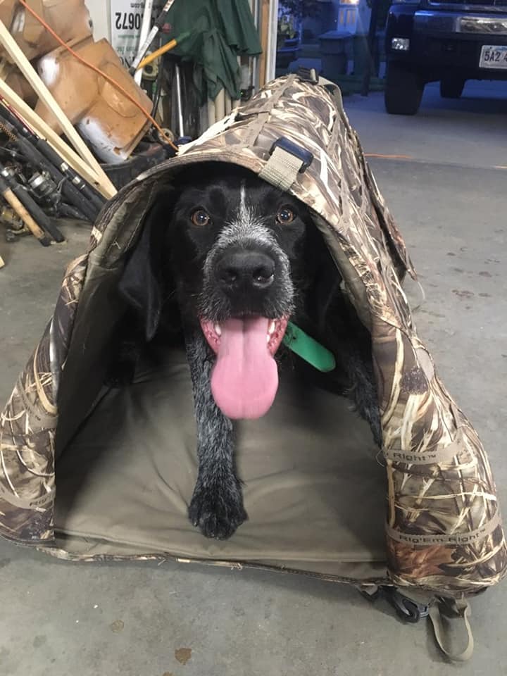 wheatland-kennels