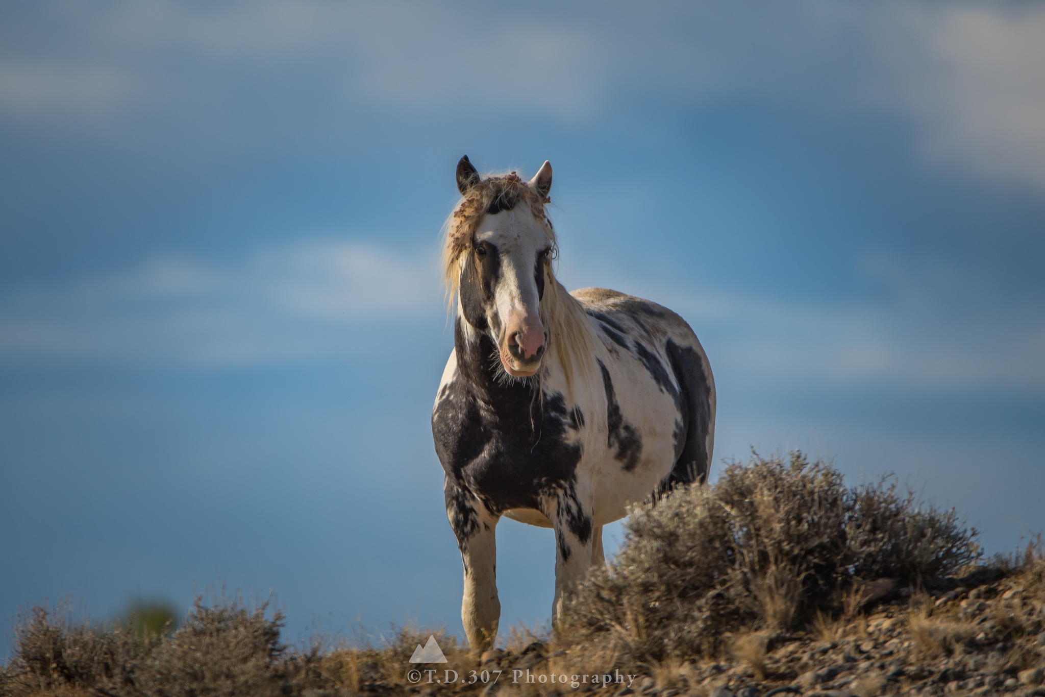 *A King on His Ridge* He stands on... - T.D.307 Photography | Facebook