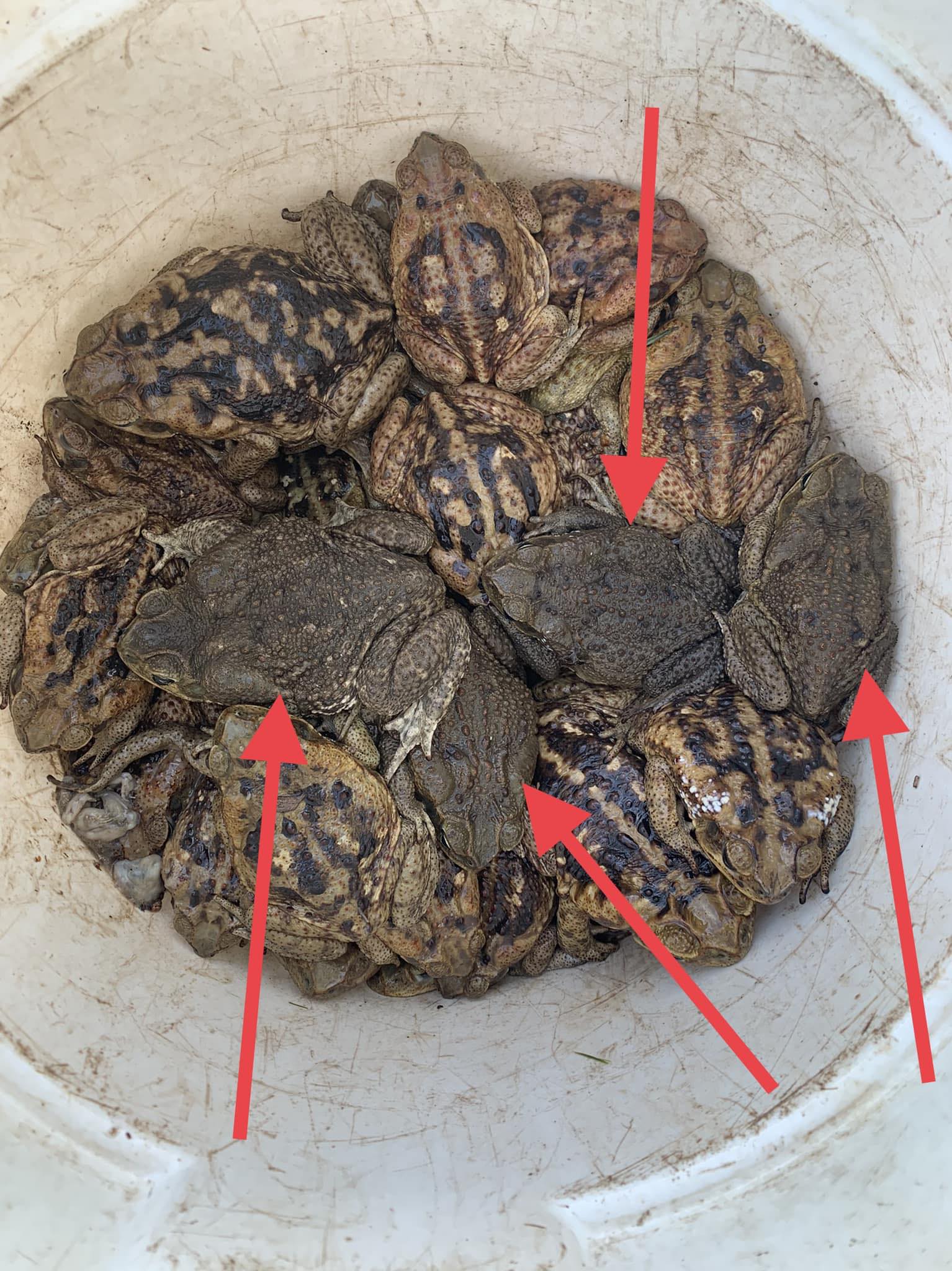 Cane Toad Collection