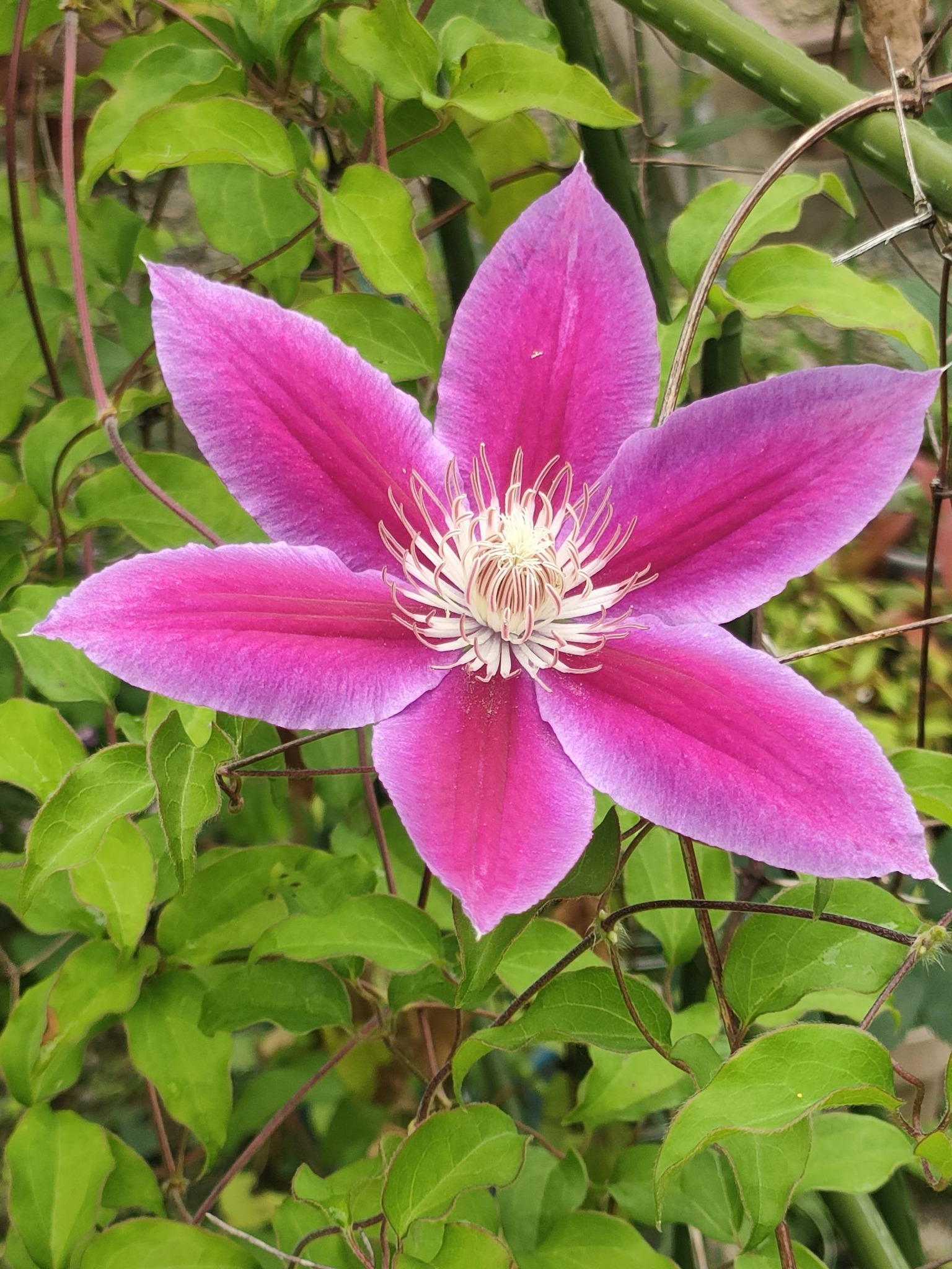 庭に咲く 花