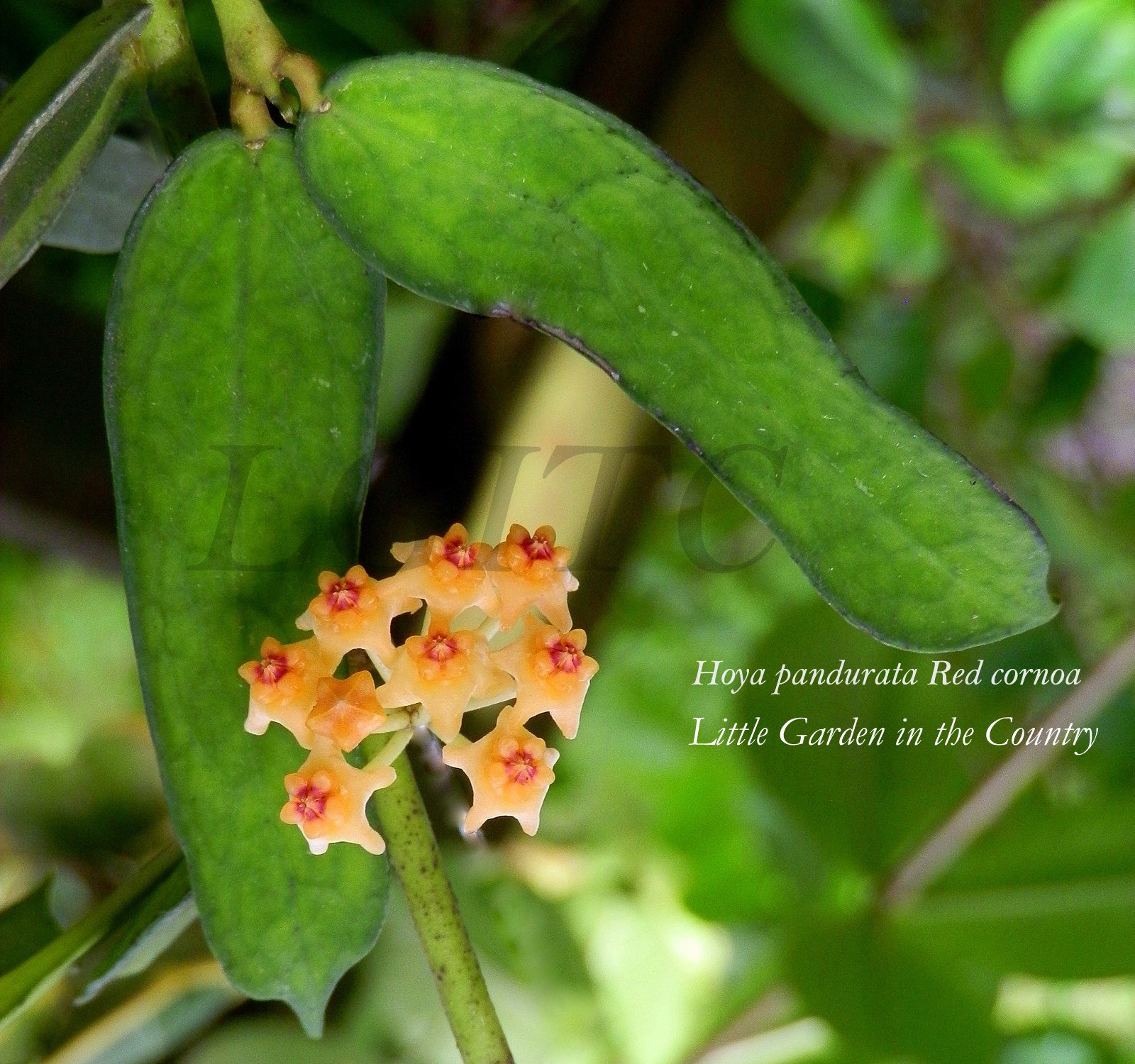 Little - Hoya pandurata ~ Red corona.. Hoya pandurata is listed as  display picture 1
