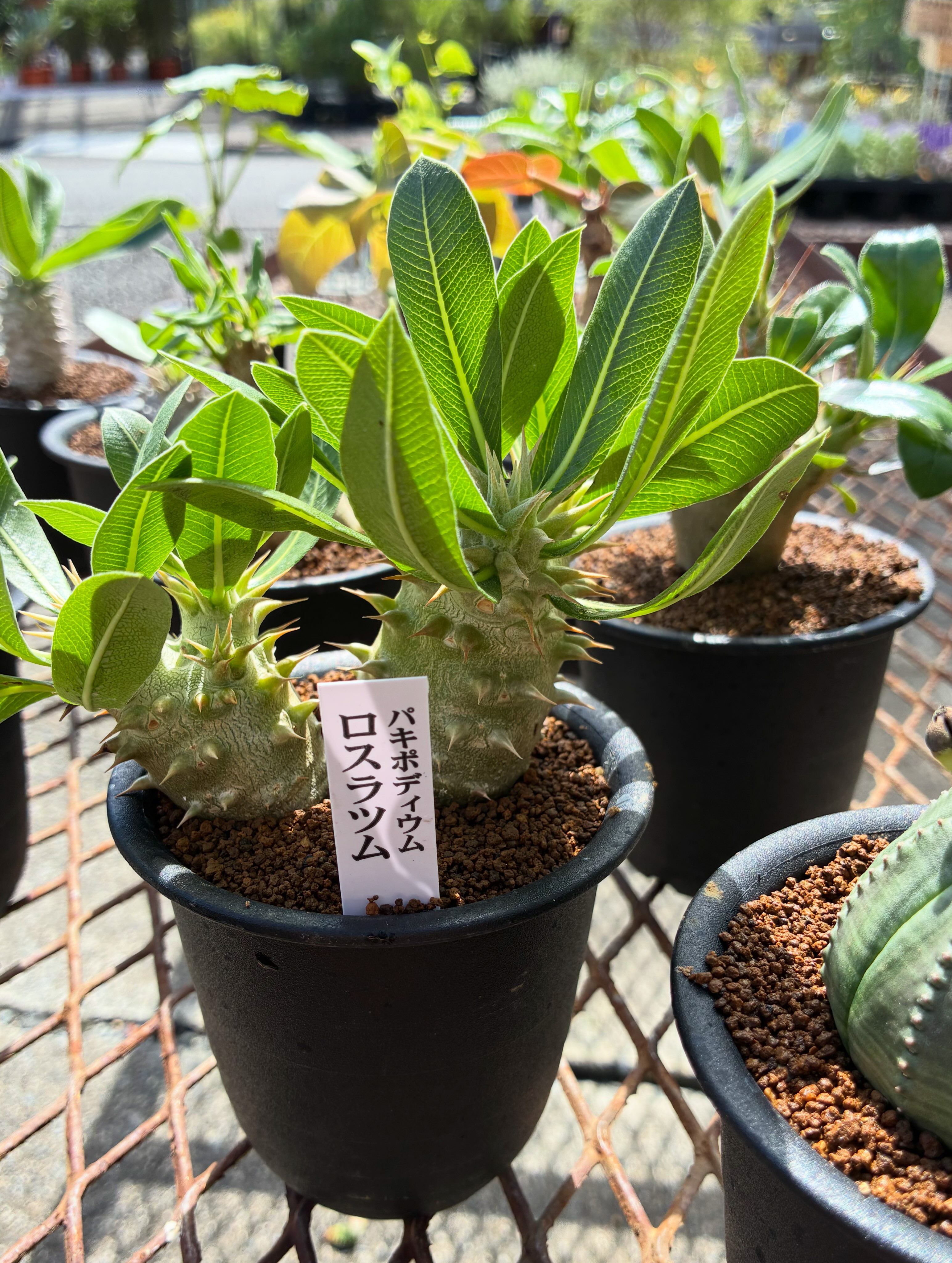 少量ですが各品種入りました😊🌵✨ #パキポディウムグラキリス