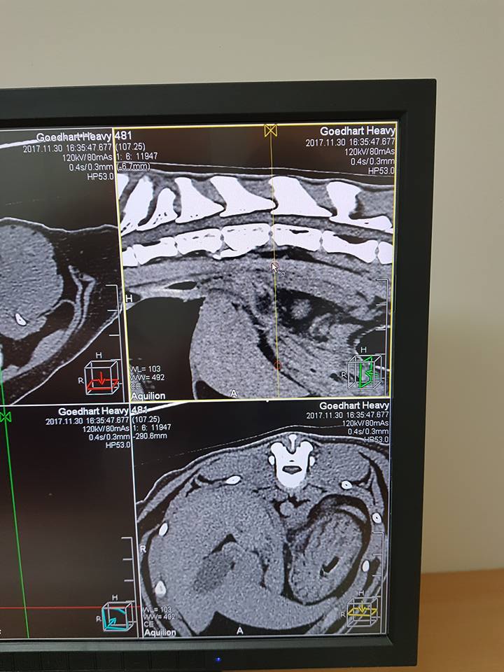 Rabbits Company - Update Heavy. Vandaag CT scan van heavy... | Facebook