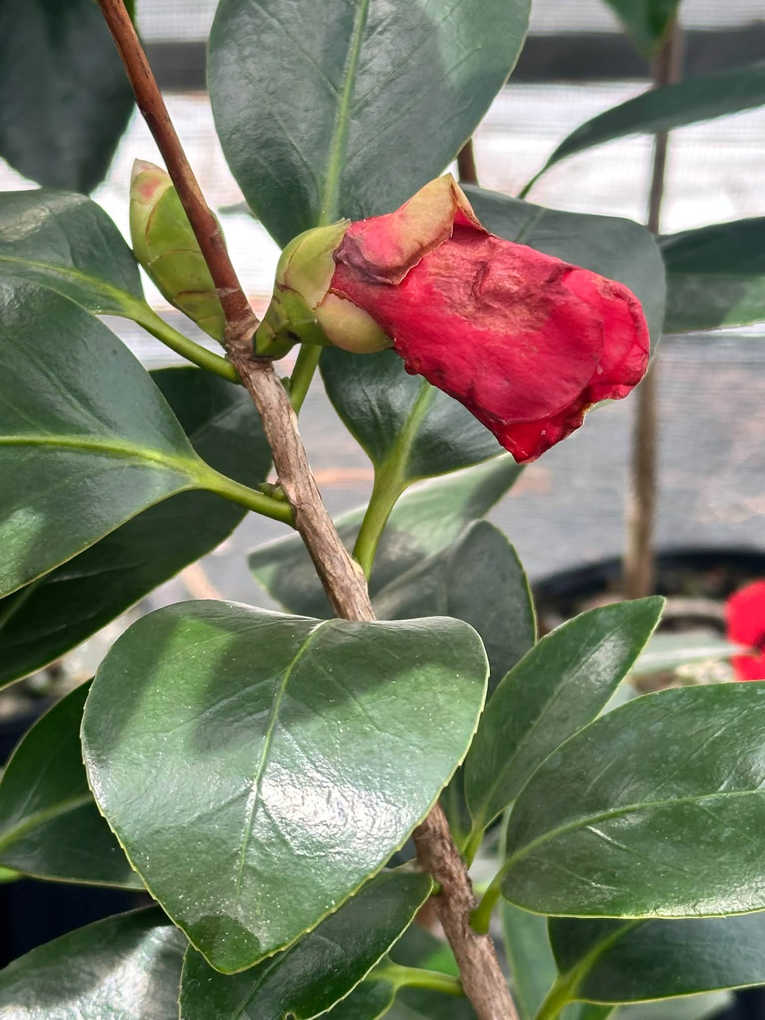 Kim's Nursery's Wendzalea Camellia for sale
