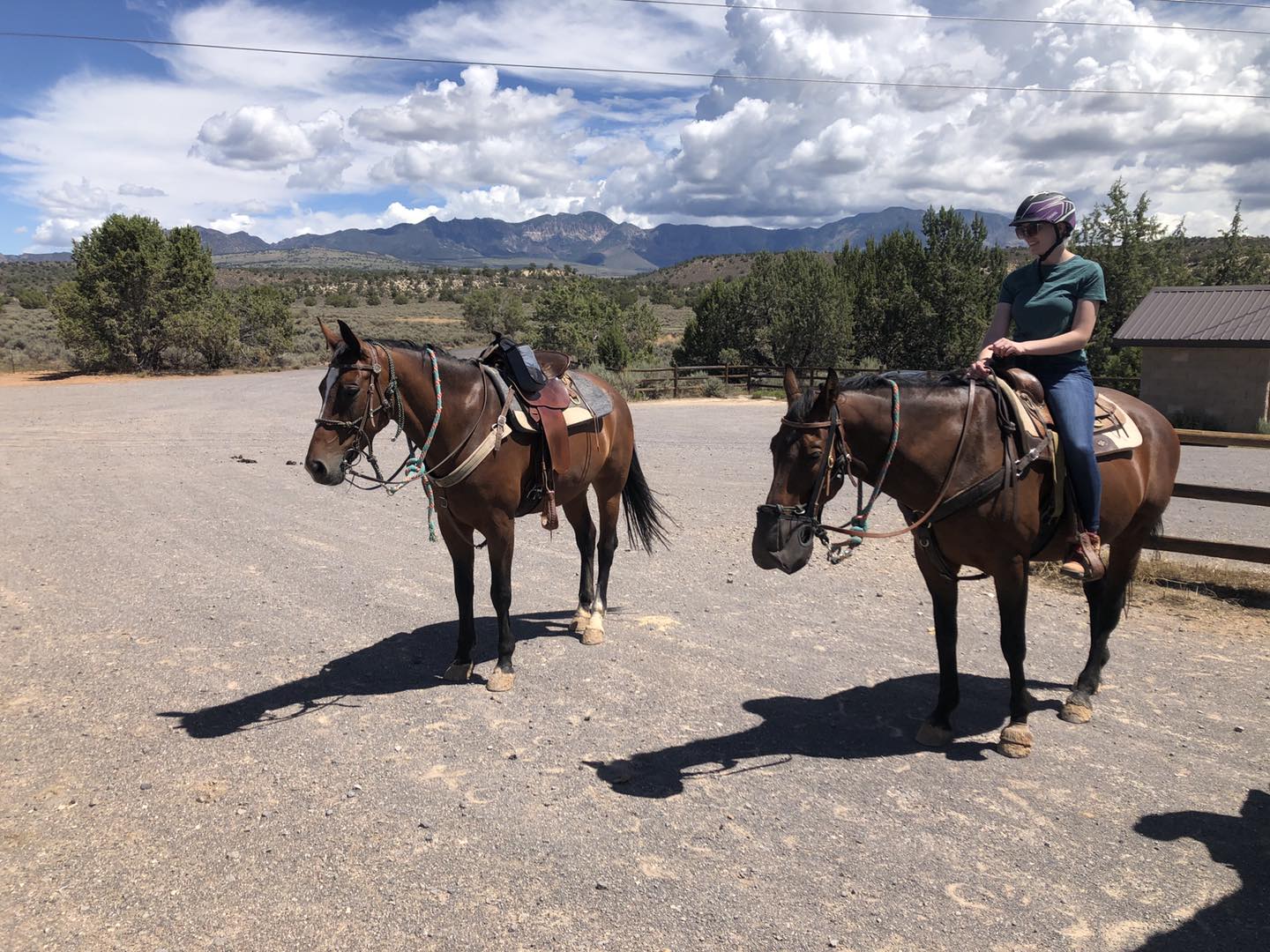Stonegate Ranch - Look at that pretty mare ‘Ifie’ learning... | Facebook