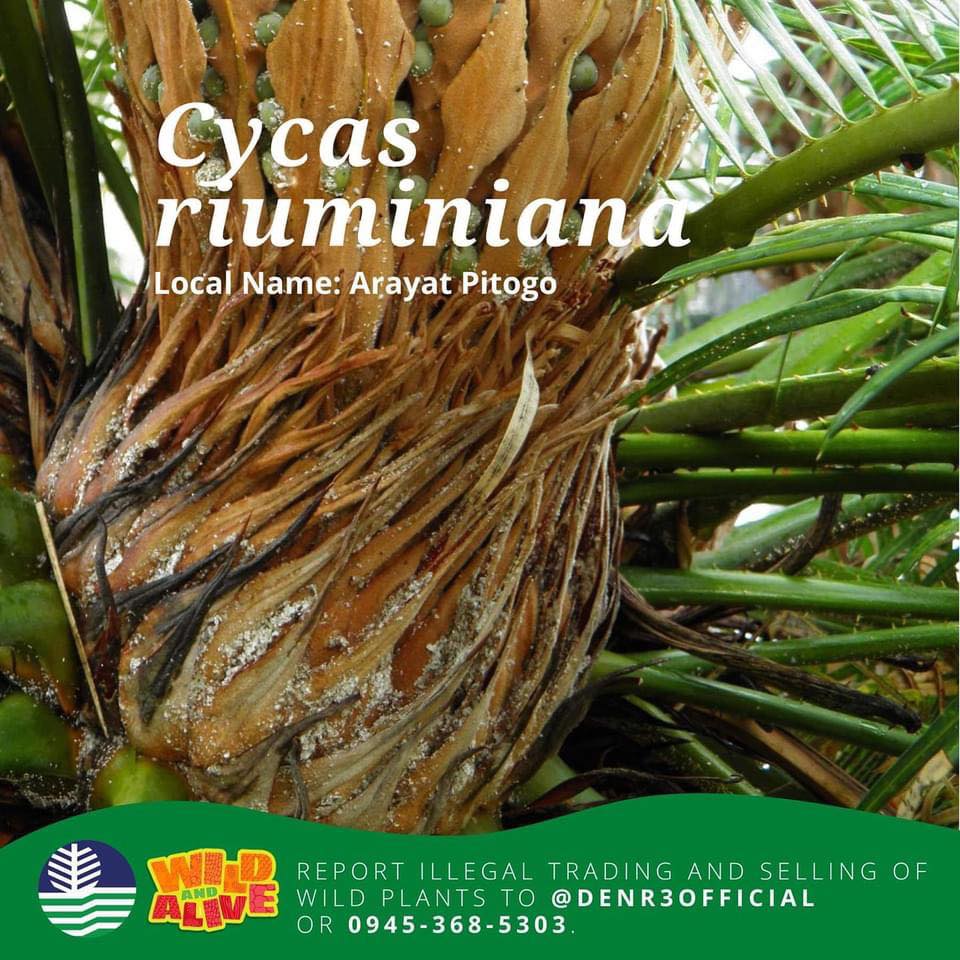 Jiggy - Not known to many, this Arayat Pitogo scientific Cycas ...