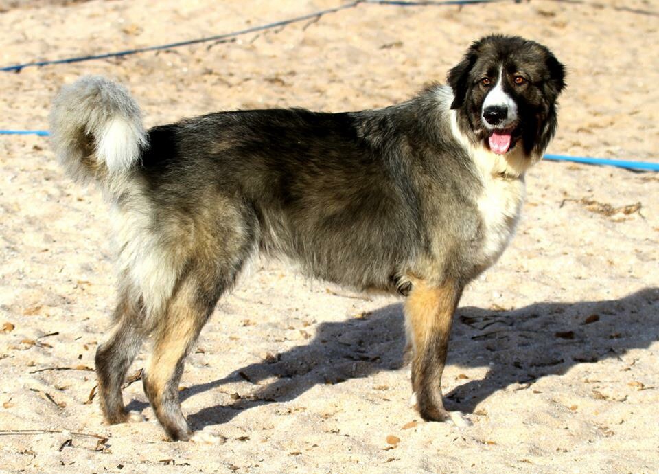 Chien De Berger Des Carpathes Publications Facebook
