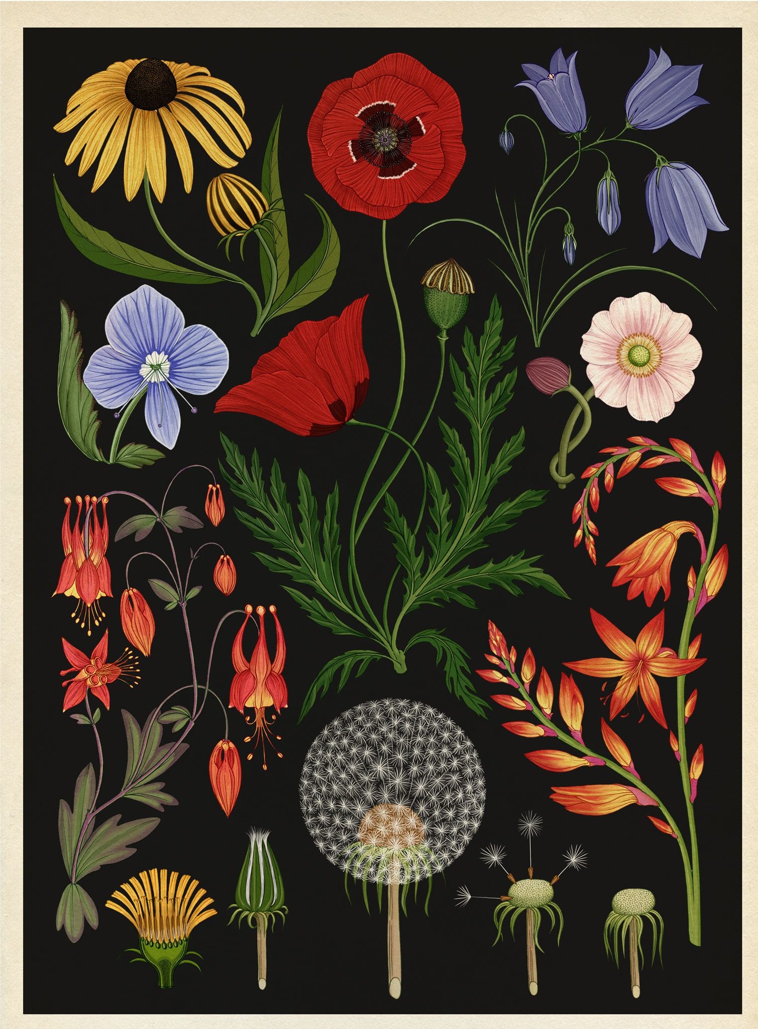 Wild Flowers from Botanicum (published 2016), a beautifully 