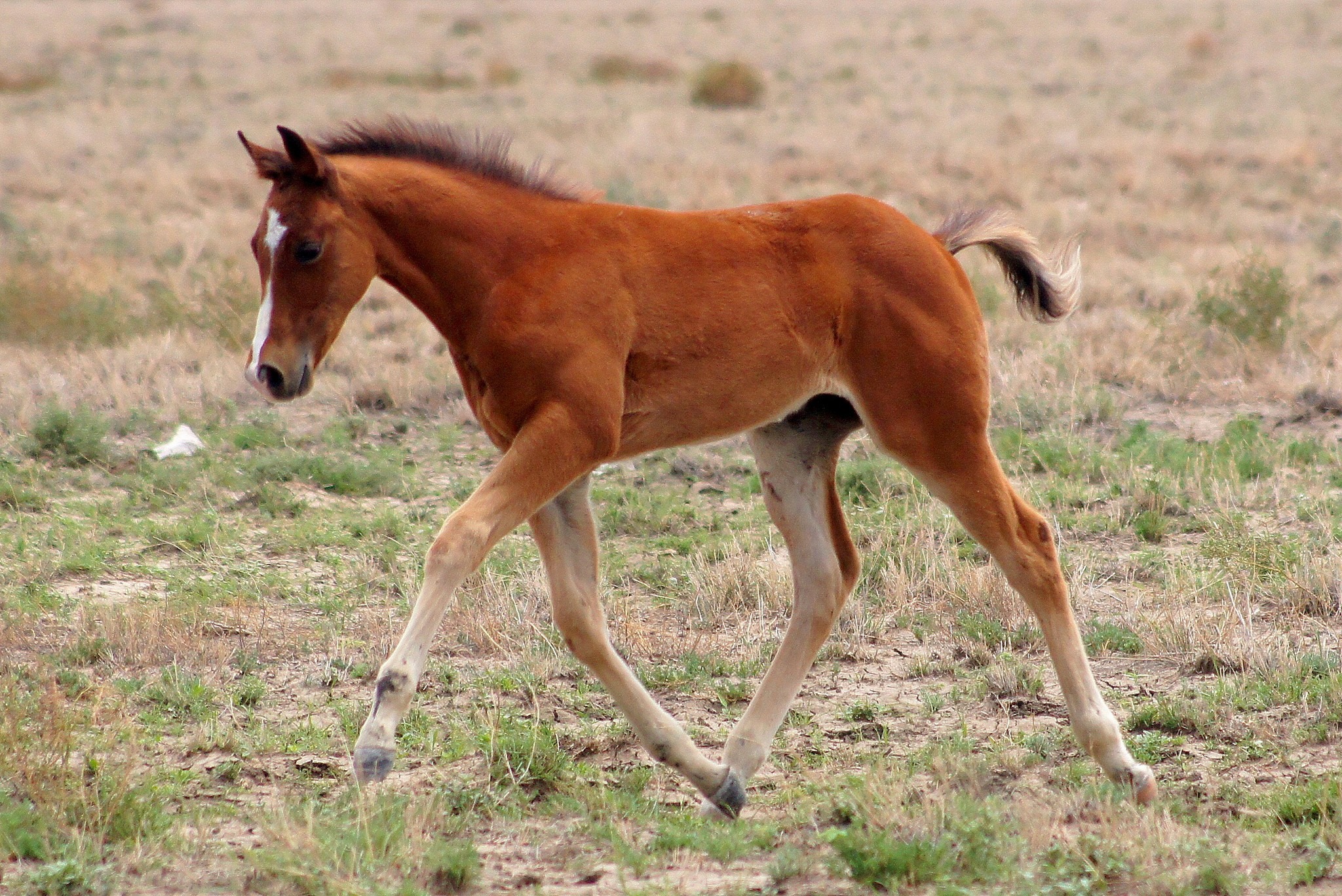 We... - Copai Performance Horses & Equine Therapeutics | Facebook