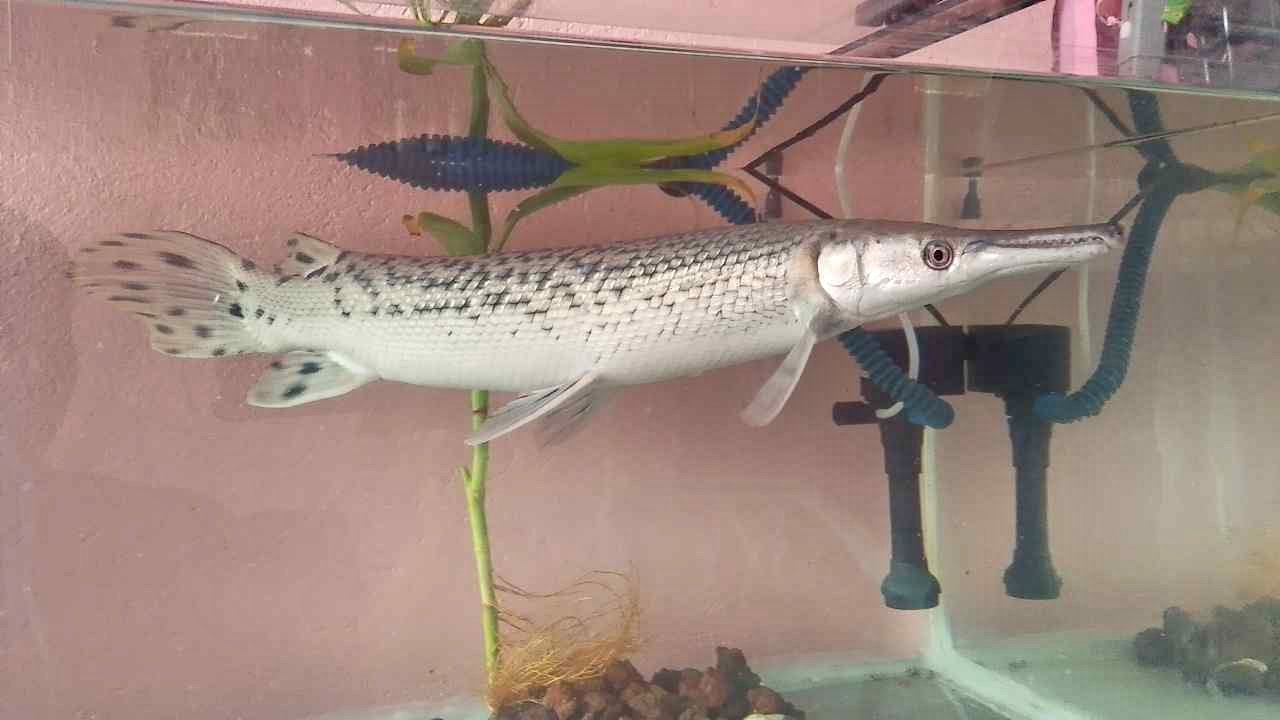 Fore sale alligator gar fish 18 inches' kasama na tank 50 gallons with ...