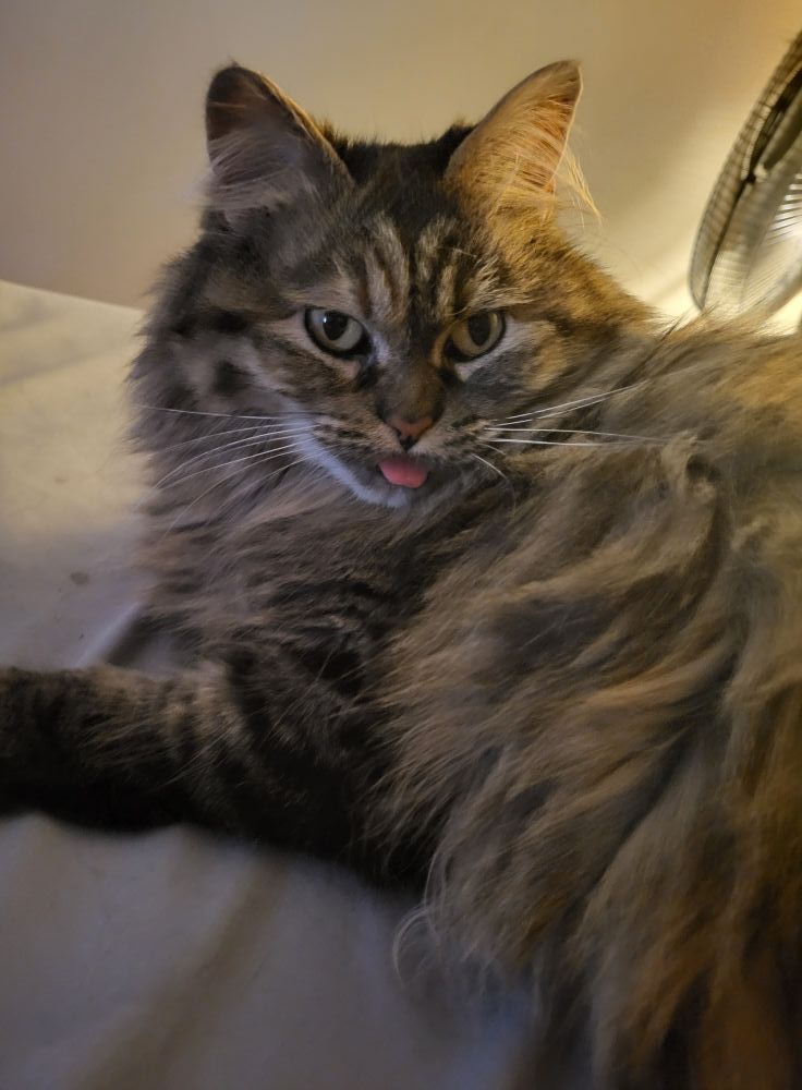 Missing from varrelmann Avenue st louis please text 314-203-3001