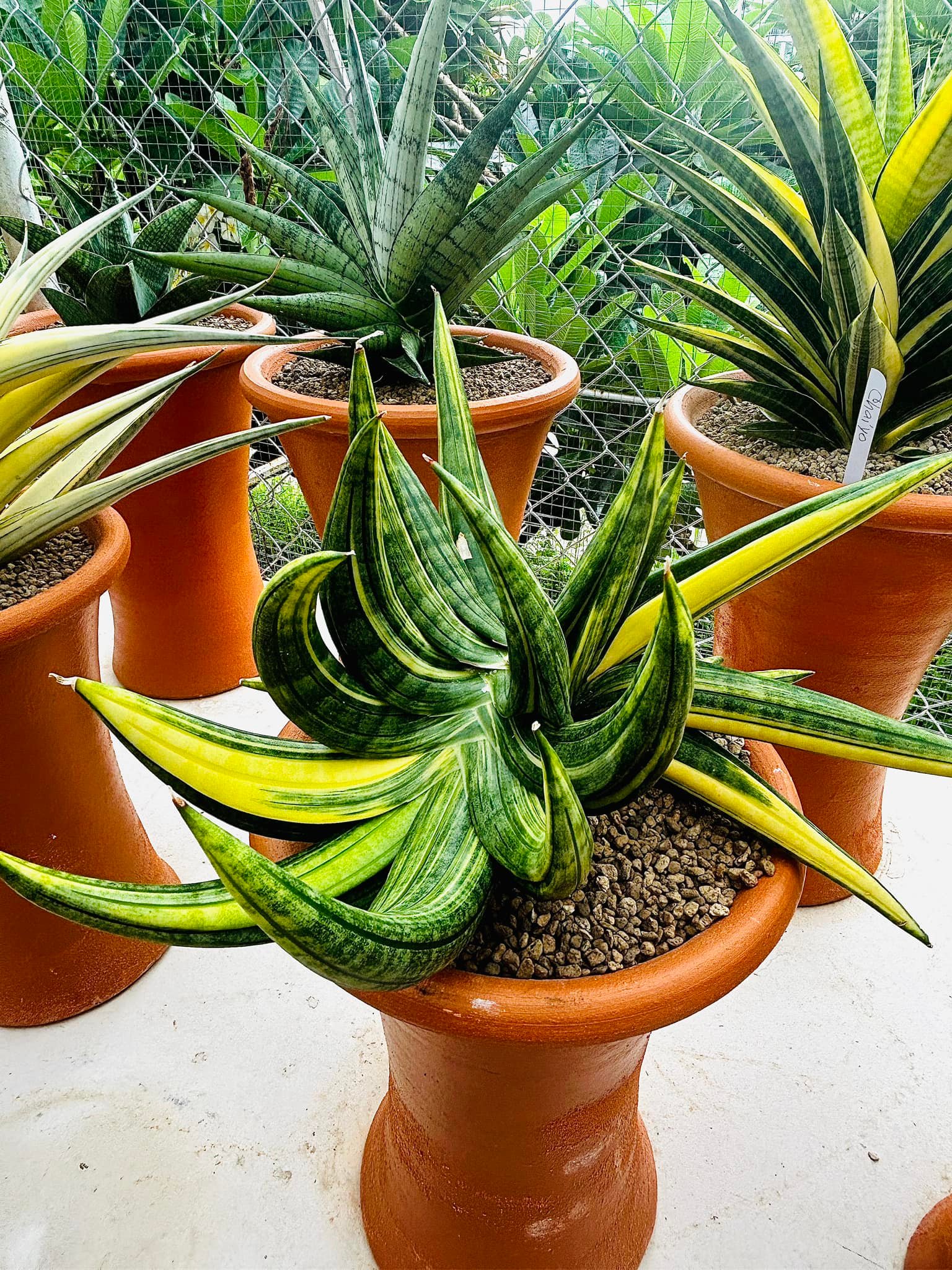 Sansevieria black pearl variegated plant