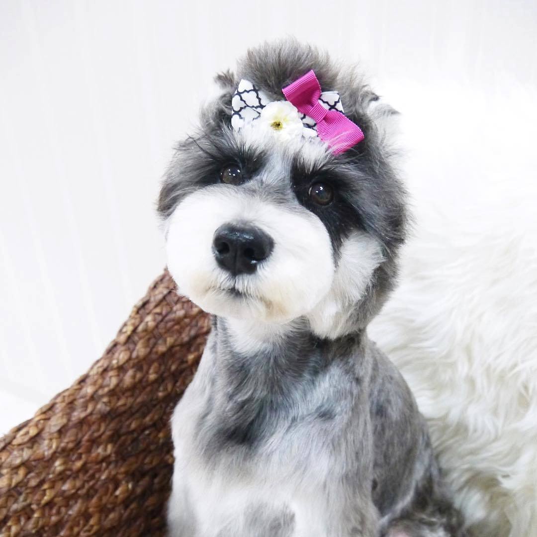 Teacup Dogs Daily Model By Danke 大阪 ブラックアンドシルバー ふわふわ シュナウザー ミニチュアシュナウザー デザインカット シュナ トリマー トリミング トリミングサロン いぬら部 ふわもこ部 犬好き わんこ 犬バカ部 かわいい ペット