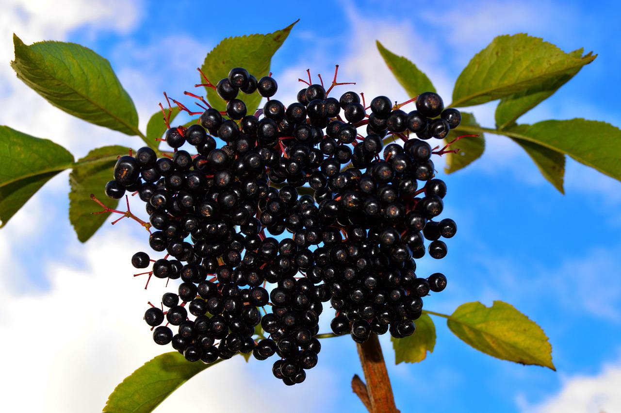 Eden - L’Aronia è un arbusto dal fascino unico che porta colore e ...