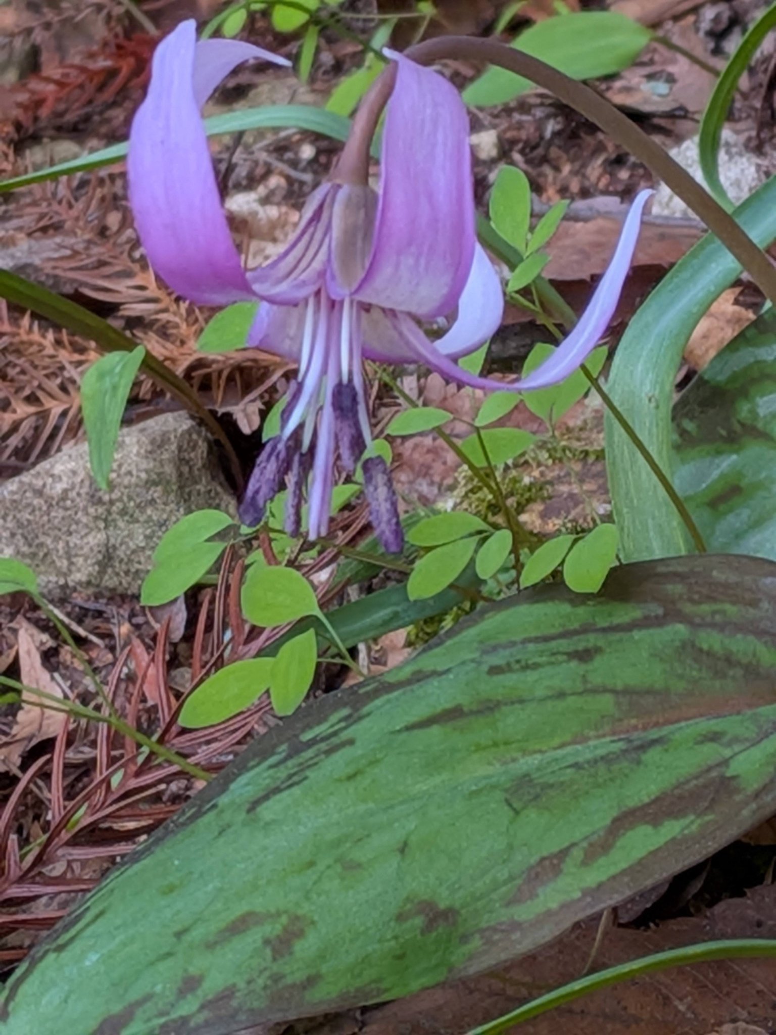 広島県安芸太田町津波地区〈群生地〉 可憐な薄紫「カタクリの花」?