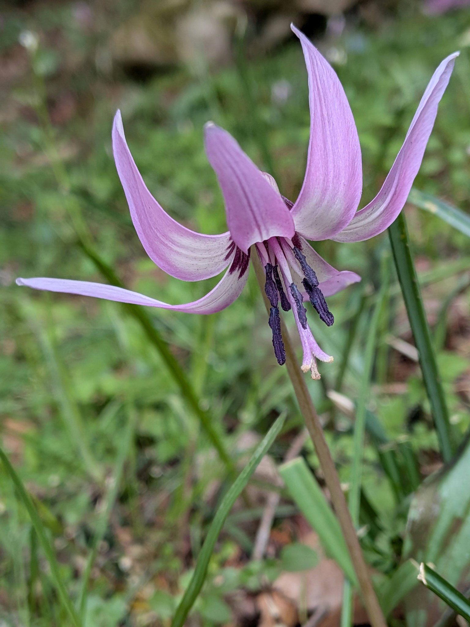 広島県安芸太田町津波地区〈群生地〉 可憐な薄紫「カタクリの花」?