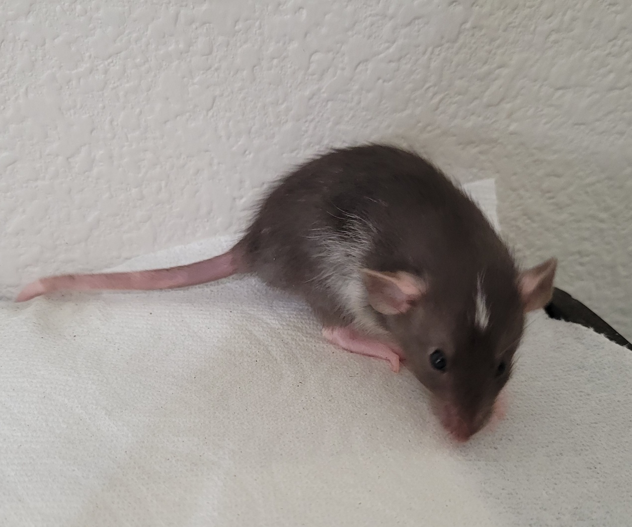 Chasing Tails Rattery of Las Vegas | Las Vegas NV