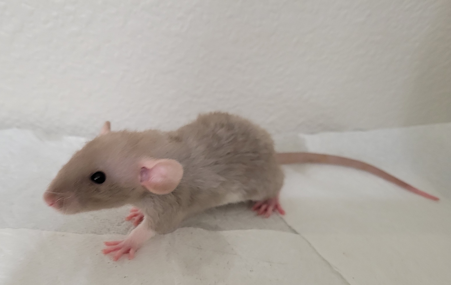 Chasing Tails Rattery of Las Vegas | Las Vegas NV