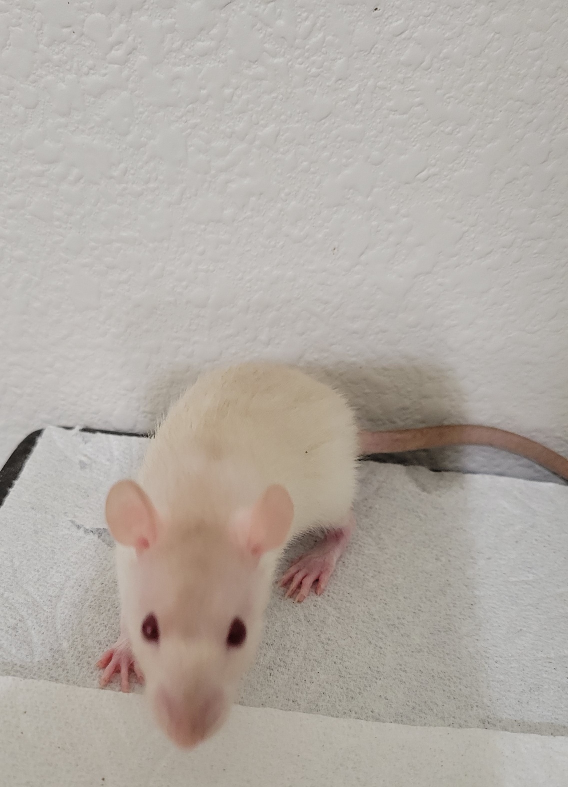 Chasing Tails Rattery of Las Vegas | Las Vegas NV