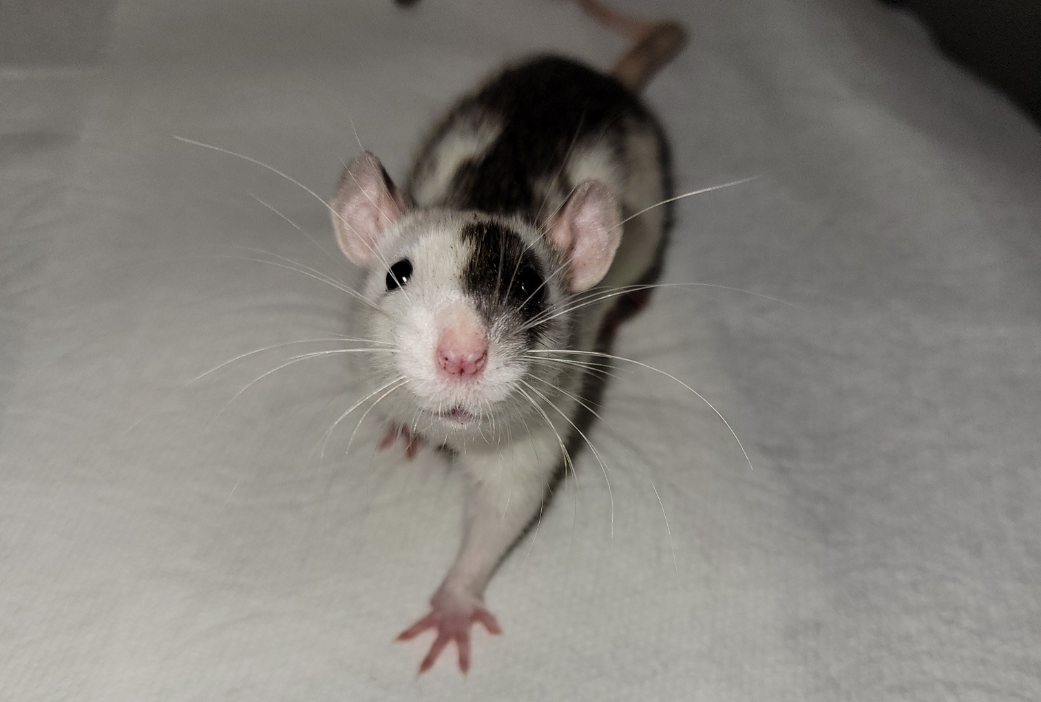 Chasing Tails Rattery of Las Vegas - Home | Facebook