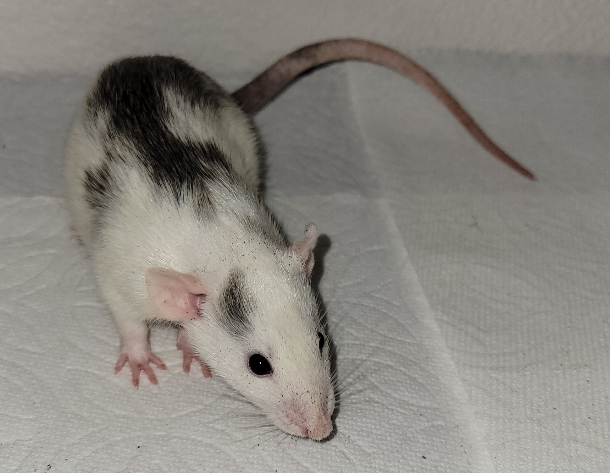 Chasing Tails Rattery of Las Vegas - Home | Facebook