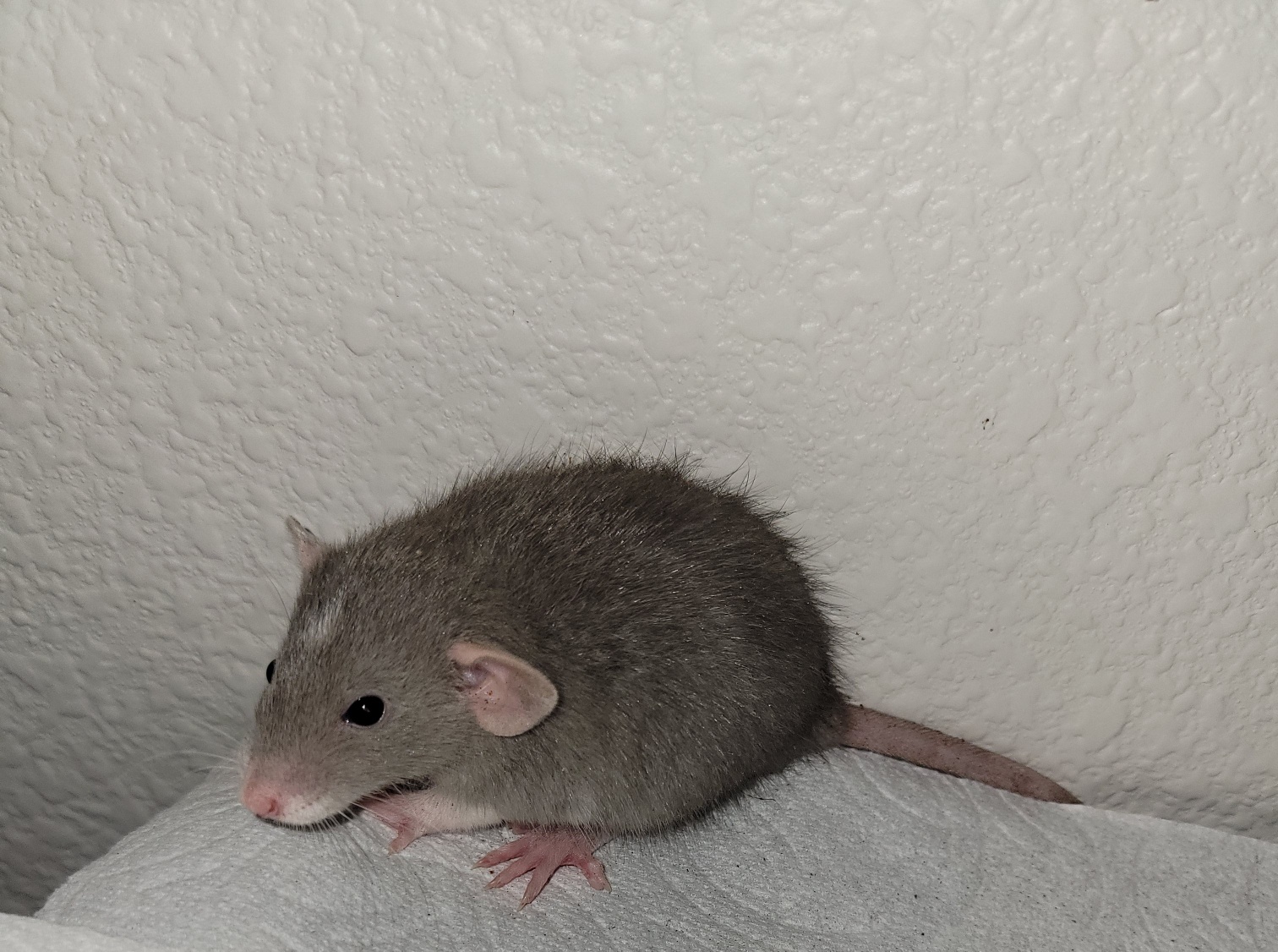 Chasing Tails Rattery of Las Vegas - Home | Facebook