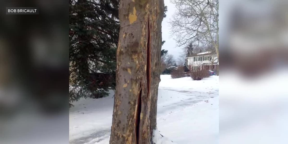 Fox - U.S. NEWS: Here’s what happens that could cause trees to ‘explode ...