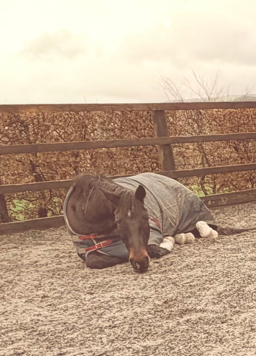 Coaching the rider to train the horse. Karen Whiston BHSI