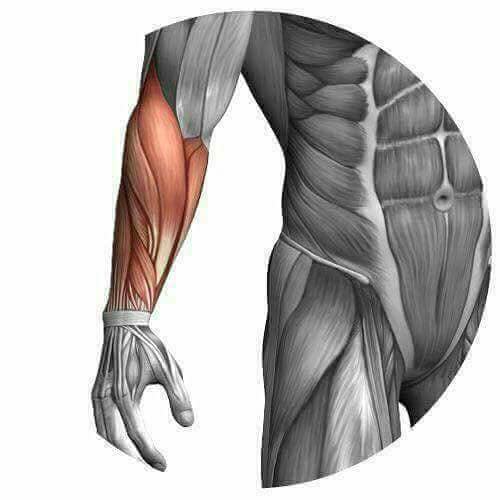 SRT8 GYM - 👈 ‏لا تهمل تمرين عضلة الساعد 👈 لانك بتستخدمها...