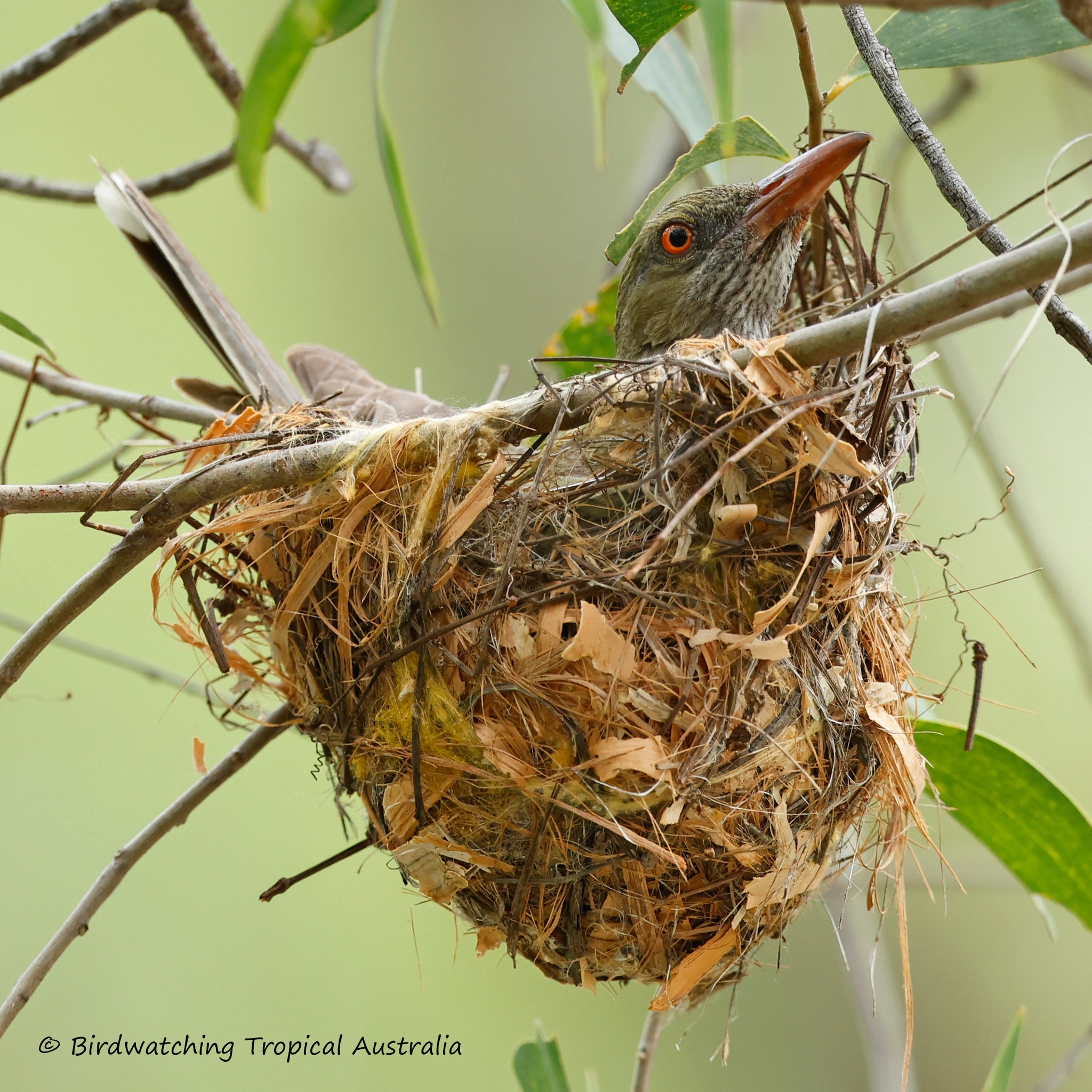 Birds - Peaceful Dove (Geopelia placida) Habitat Peaceful Doves are ...