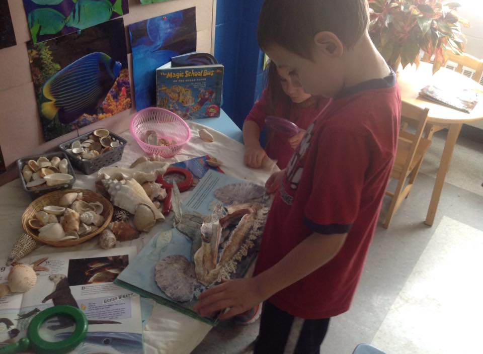 So many shells!... - Ms. Knox's Classroom of FUN and Learning | Facebook