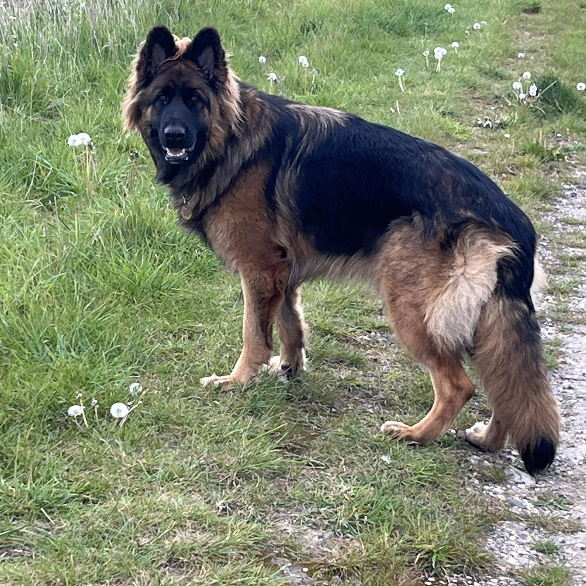 Odin practiced his “stop the dog today” Superstar 🤩 | Happy Dogs Forever