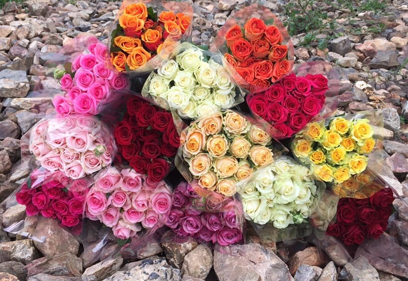Hilliar Roses | North Boambee Valley NSW