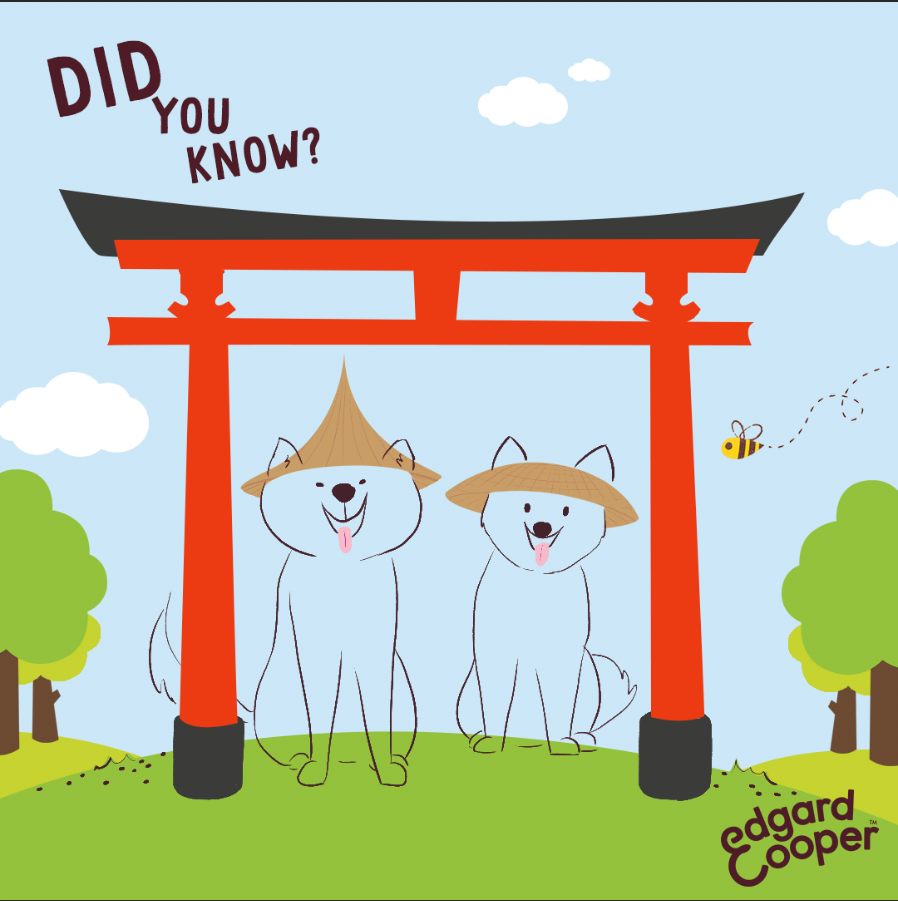 Shiba（断捨離中） sddefault.jpg