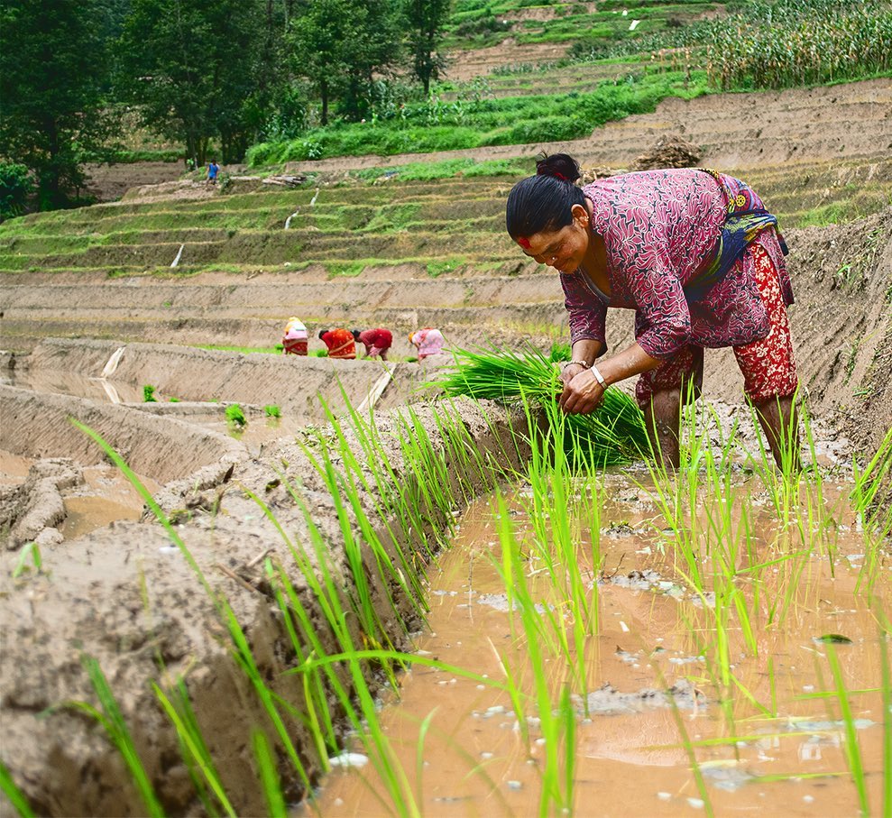 Kapil Lama - Dhan Ropai Rice Plantation has many customs... | Facebook