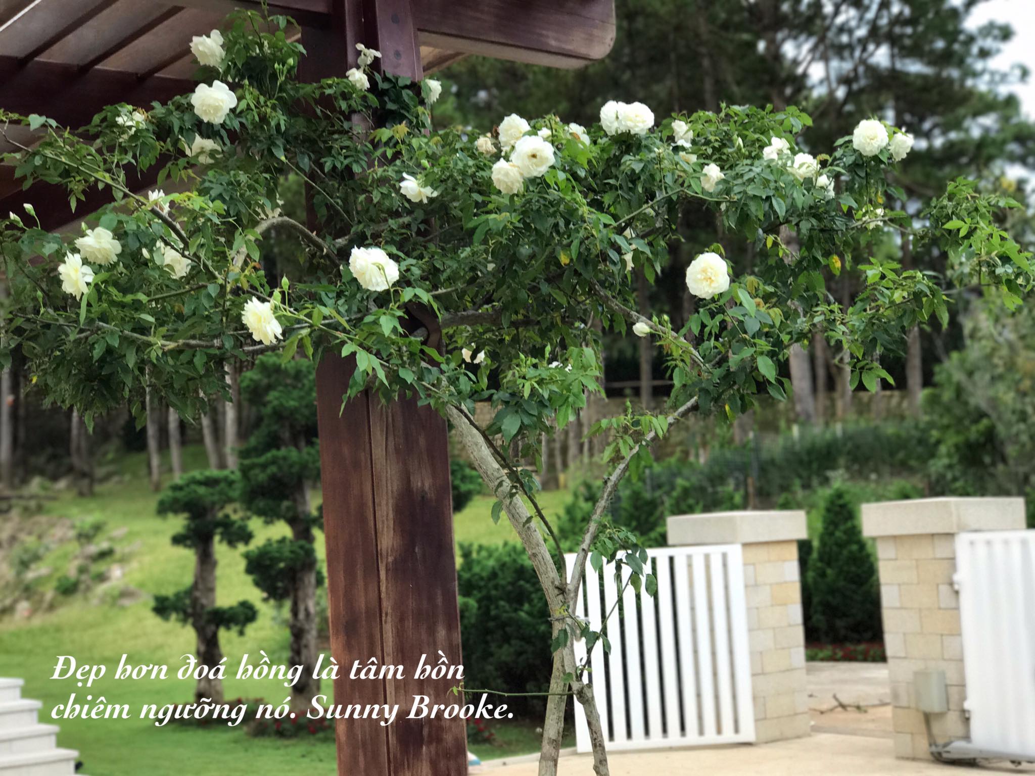 Minh Roses | Đà Lạt