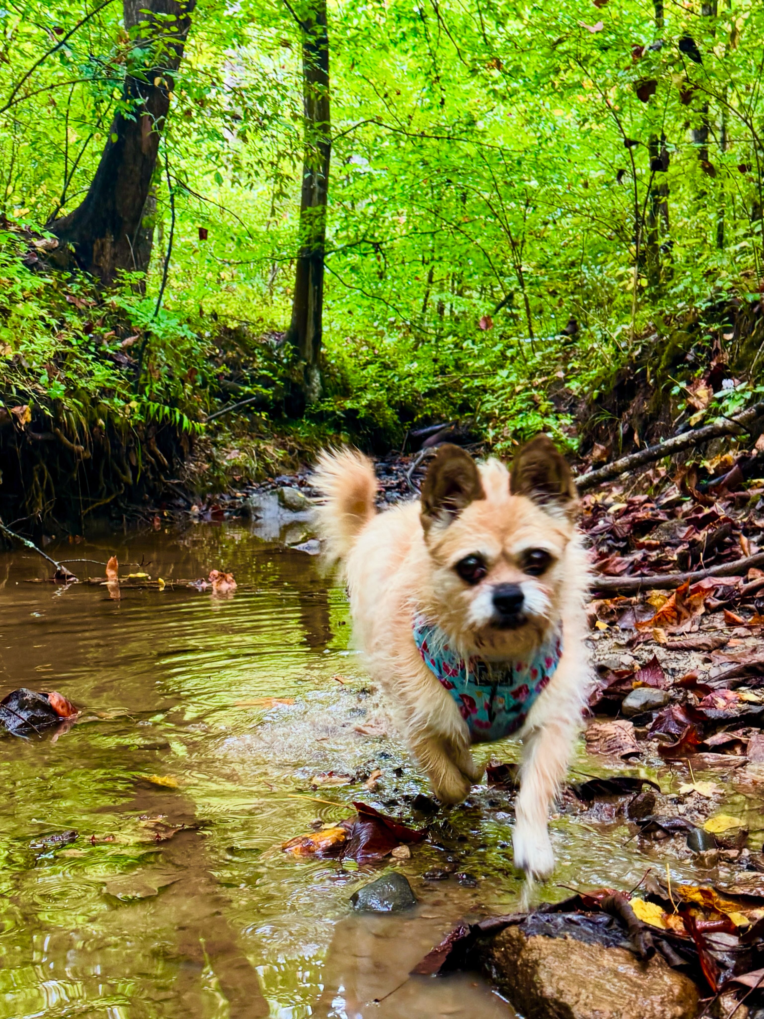 Finding Gobi (@findinggobi) • Facebook