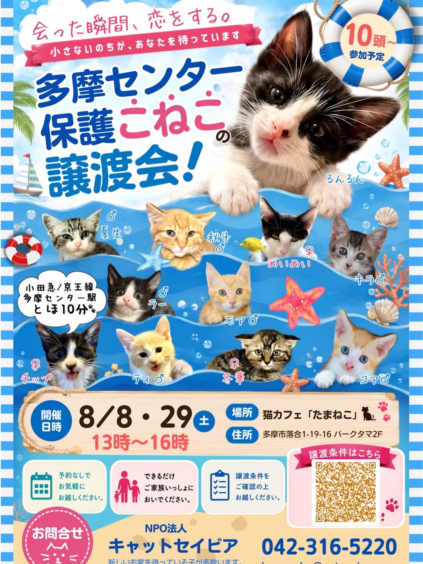 たまねこ | Tama-shi Tokyo