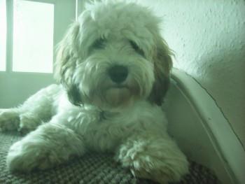 ***Reunited*** Missing in... - Brighton Dogwatch - LOST DOGS | Facebook