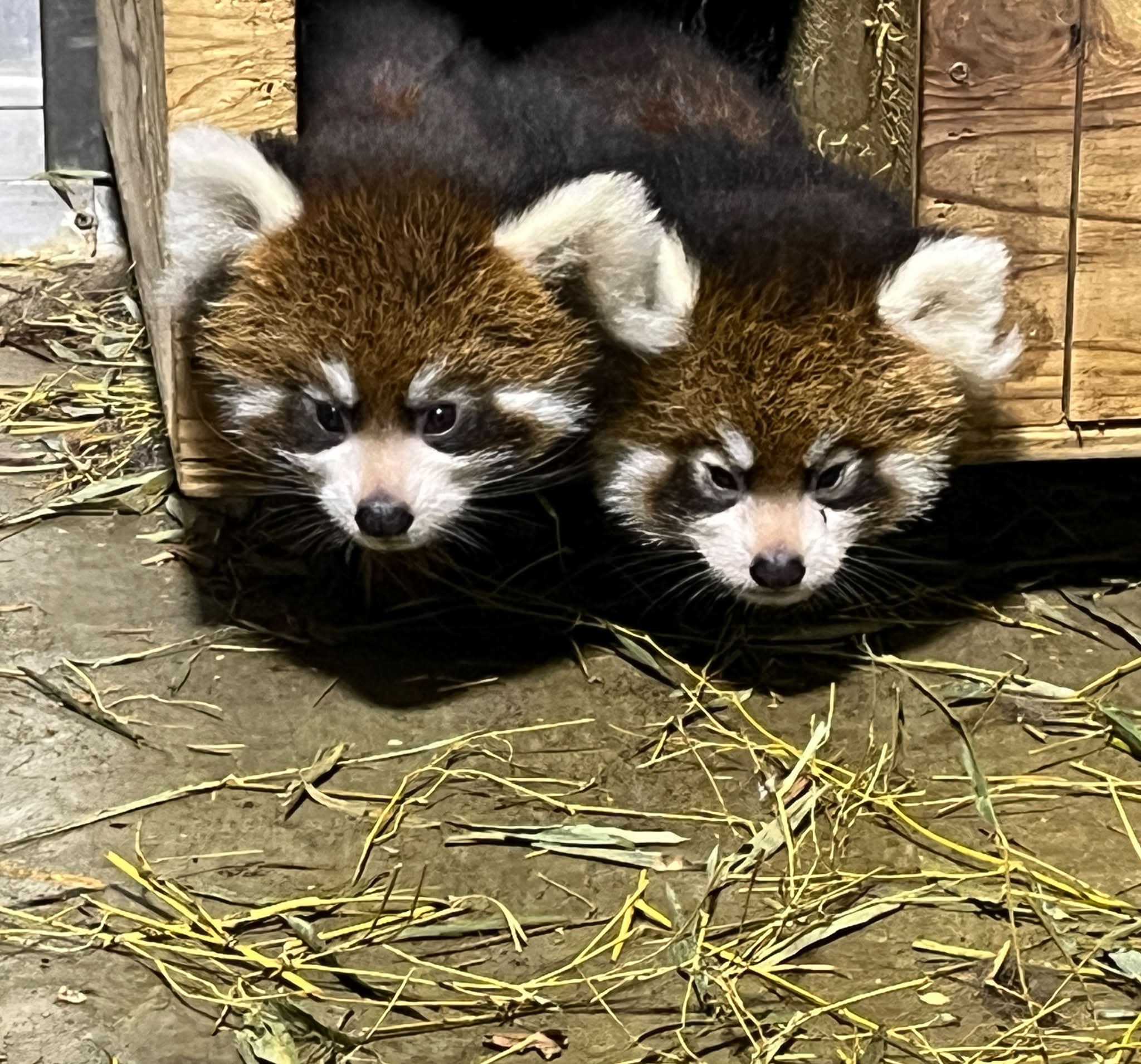 レッサーパンダ（西山動物園） | Sabae-shi Fukui