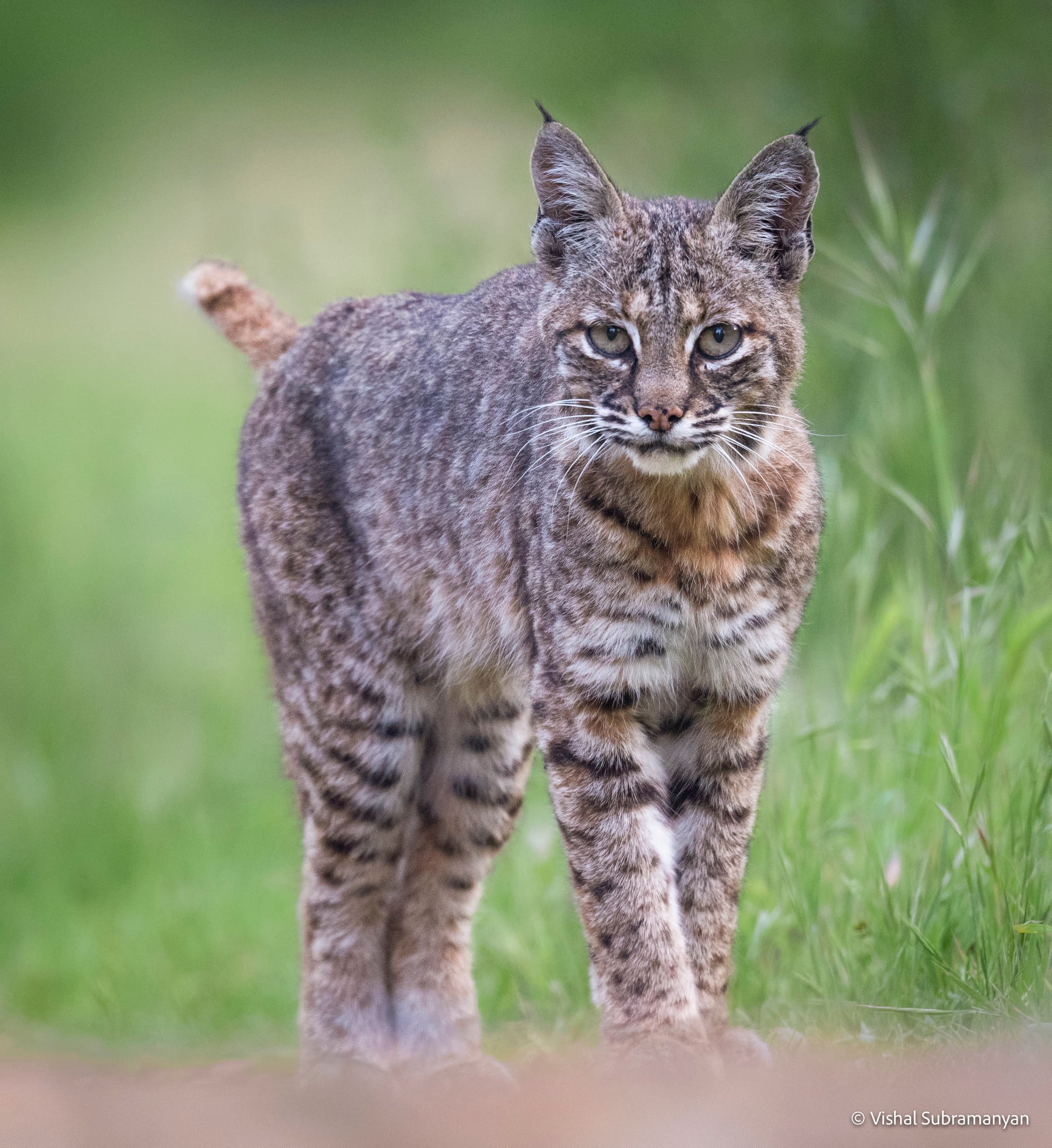 Encountering a bobcat while hiking in San Jose