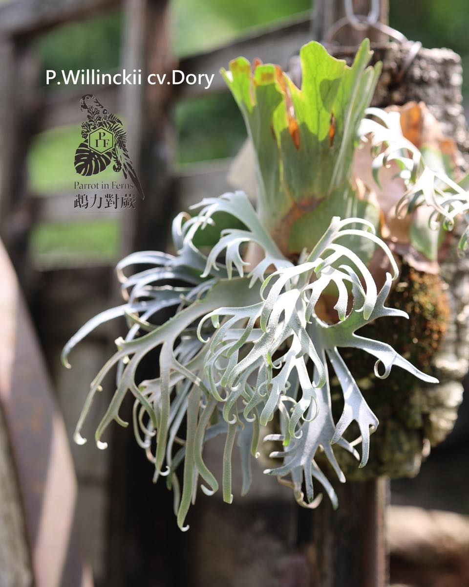 P.Willinckii cv. White swan （白天鵝） 沒錯，大家可能比較有印象的
