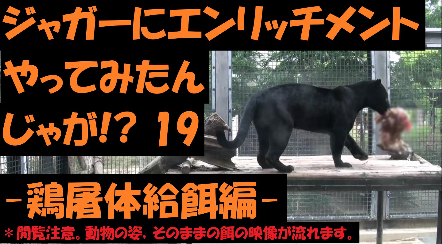 京都市動物園 公式youtube動画を更新しました ジャガーにエンリッチメントやってみたんじゃが 19 Facebook
