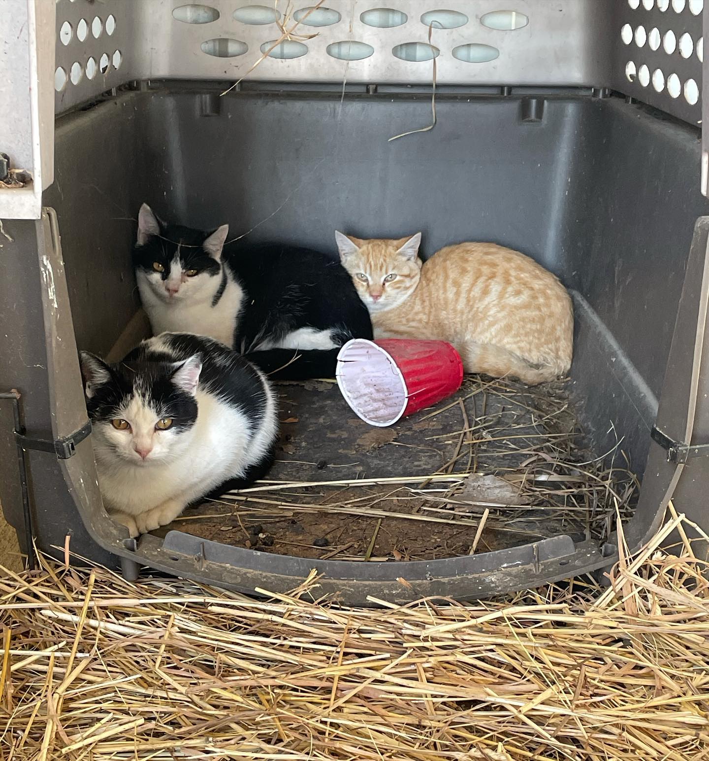 Meet the Rodent Control Crew at The... - The Flowering Ranch