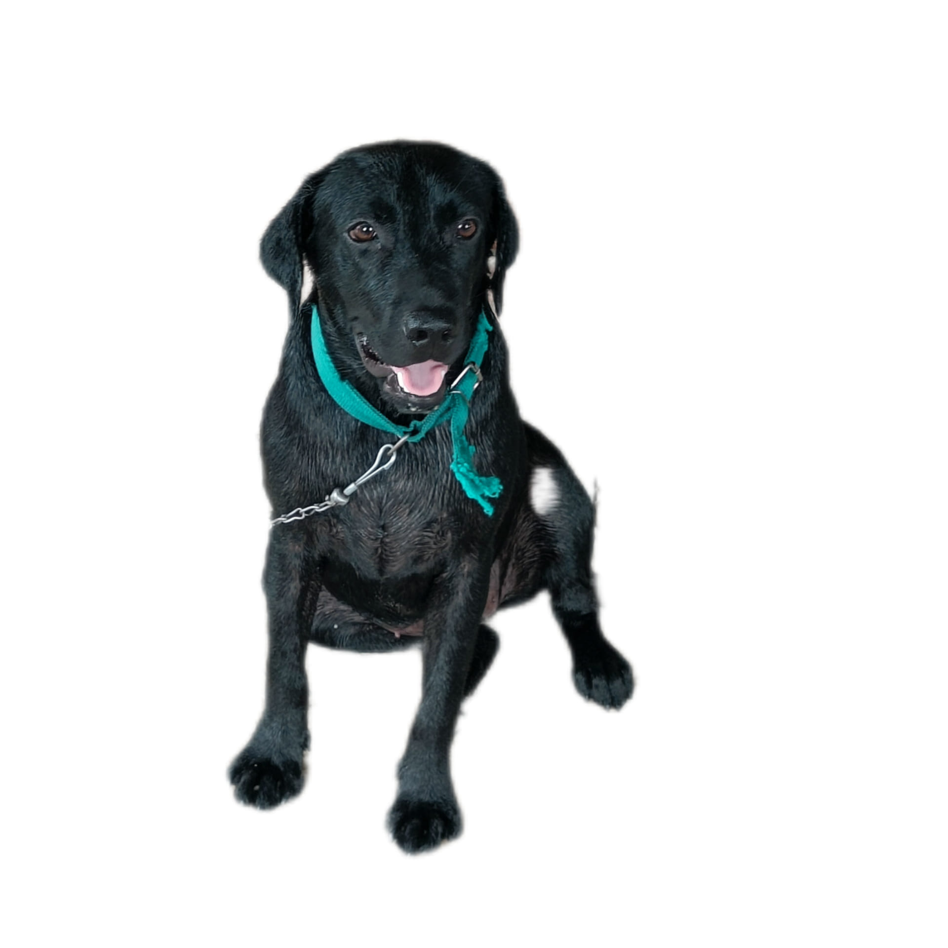 This is Taiyo❤️ - our 4-year-old Labrador Formular 1 She