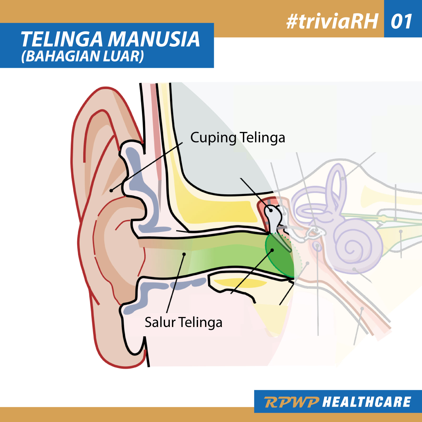 Saiful Nang - Simple dan info ringkas berkenaan telinga... | Facebook