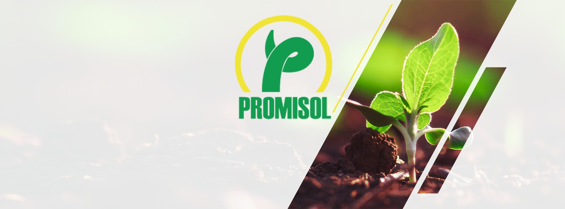 Promisol Latam | Asunción