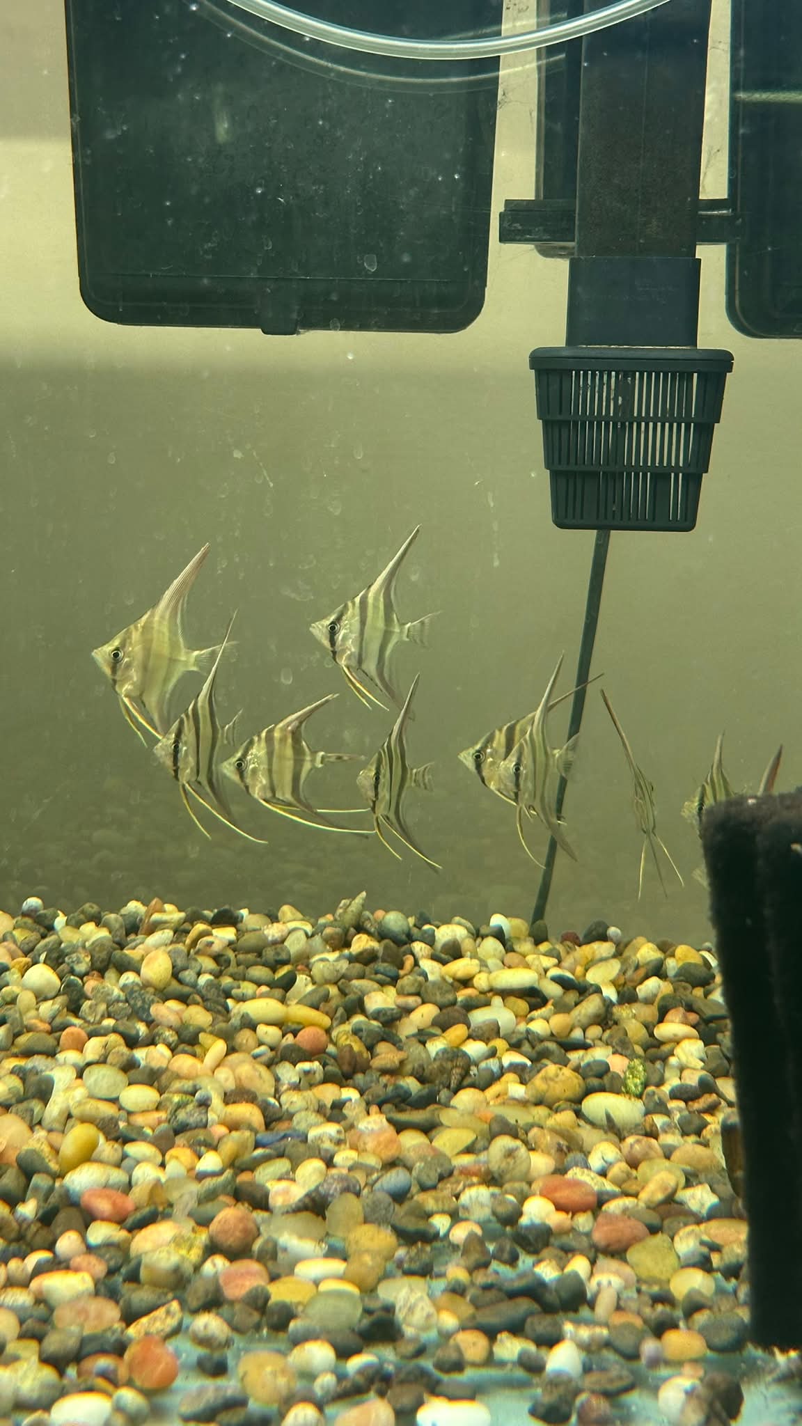 Nguyễn Hảiさま専用_キューブガーデン900 Minnesota Aquarium Society