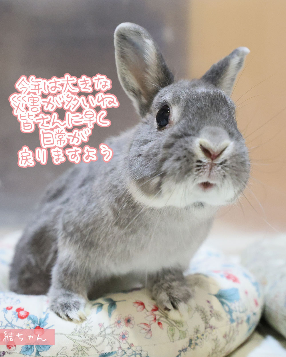 うさぎ専門店ココロのおうち | Takasago-shi Hyogo