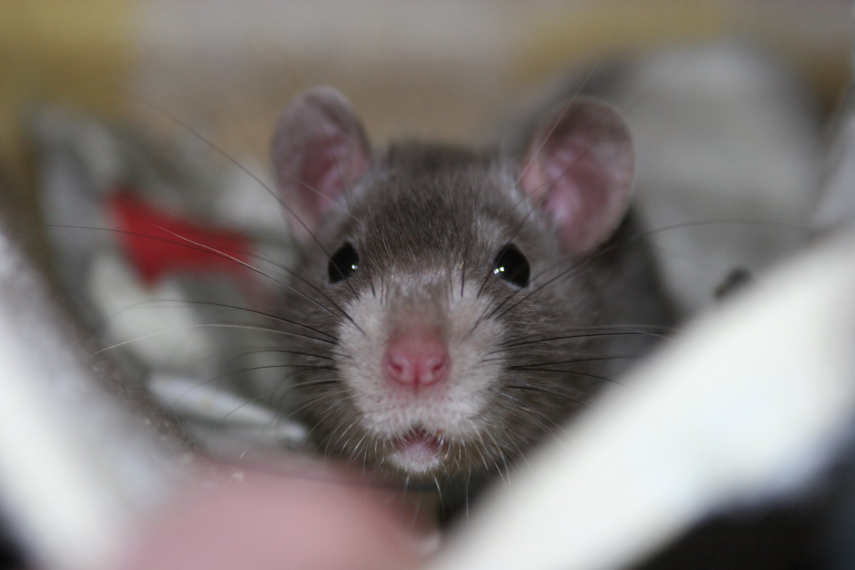 Wolf Rats | Gelsenkirchen